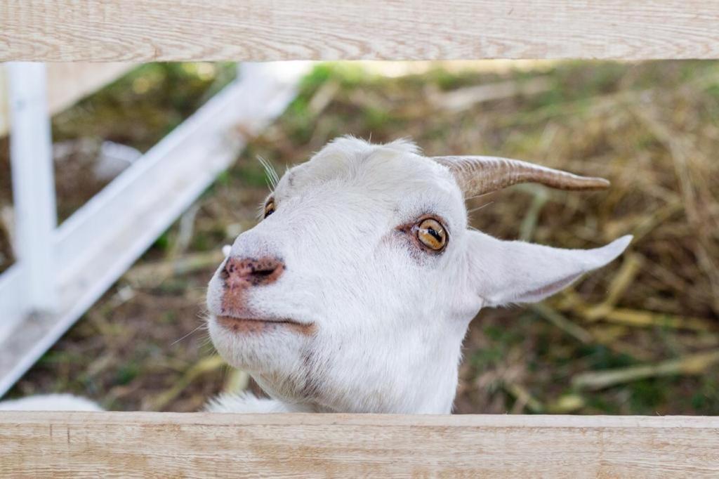 Hotel - Granja De Animales San Basilio De Palenque San Basilio del Palenque ภายนอก รูปภาพ