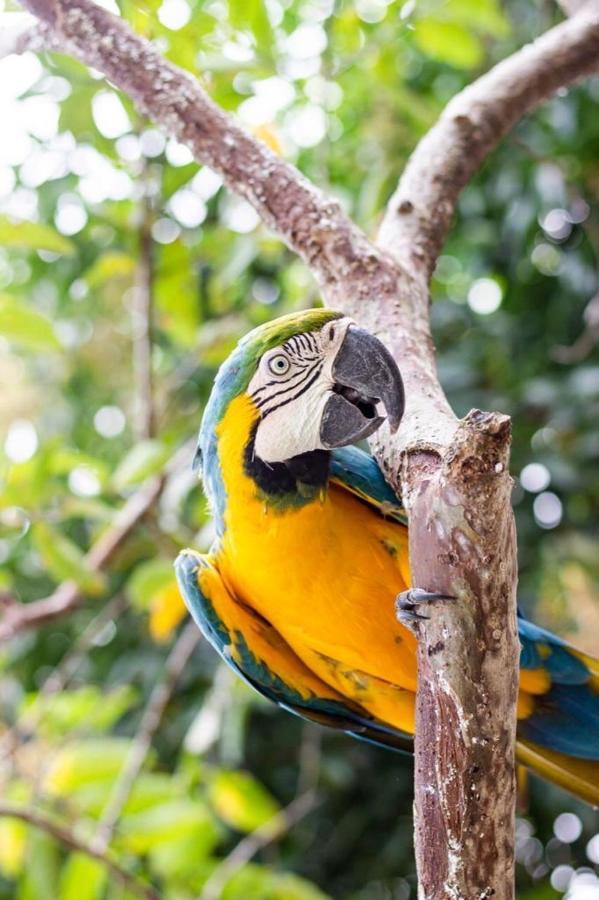 Hotel - Granja De Animales San Basilio De Palenque San Basilio del Palenque ภายนอก รูปภาพ
