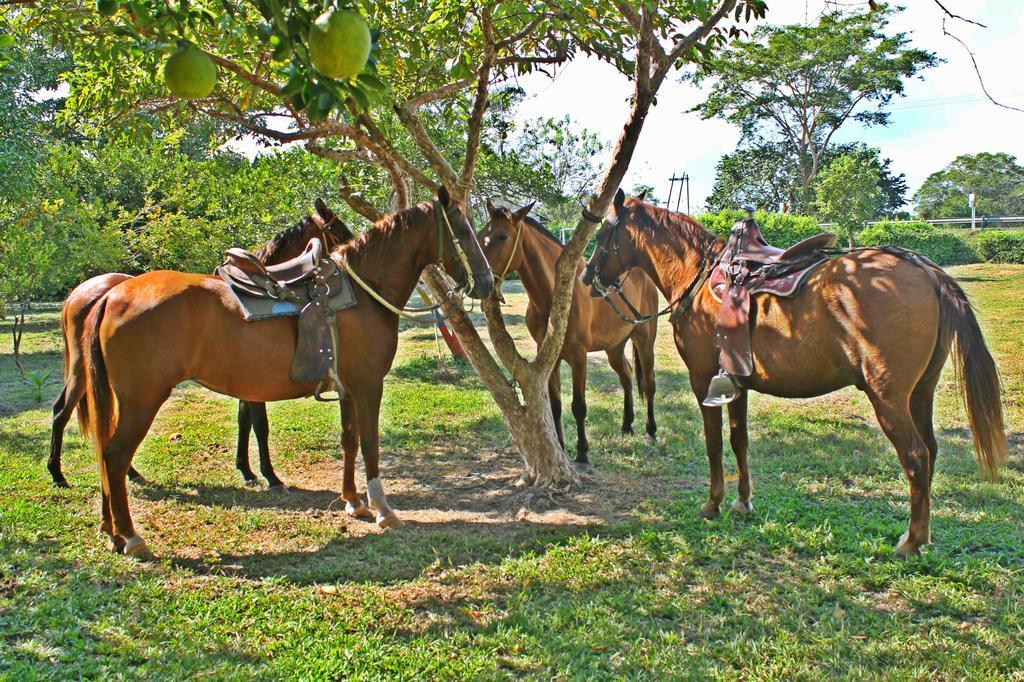 Hotel - Granja De Animales San Basilio De Palenque San Basilio del Palenque ภายนอก รูปภาพ